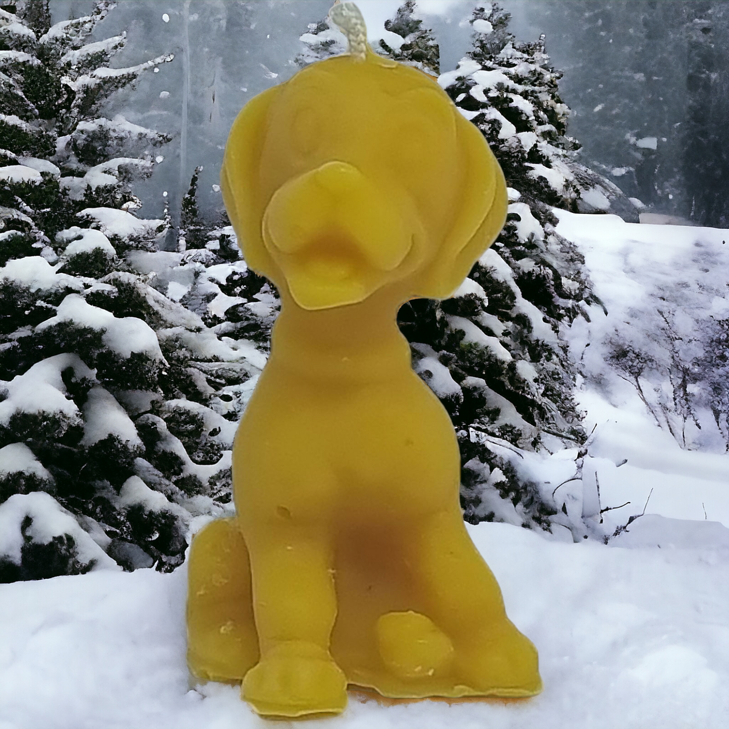 Hund im Schnee