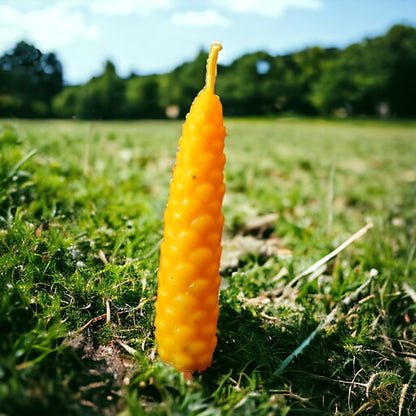 Tannenzapfen aus Bienenwachs